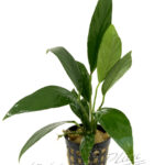 Anubias lanceolata SINGLE