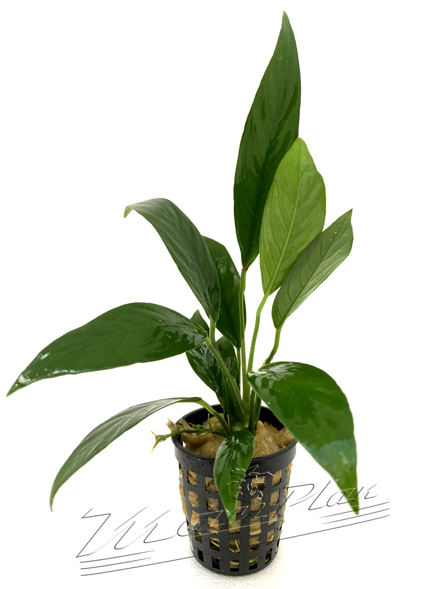 Anubias lanceolata SINGLE