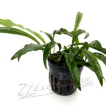 Anubias minima Variegata ( sinon. Odorata)