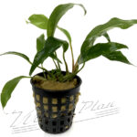 Anubias odorata SINGLE ( minima )