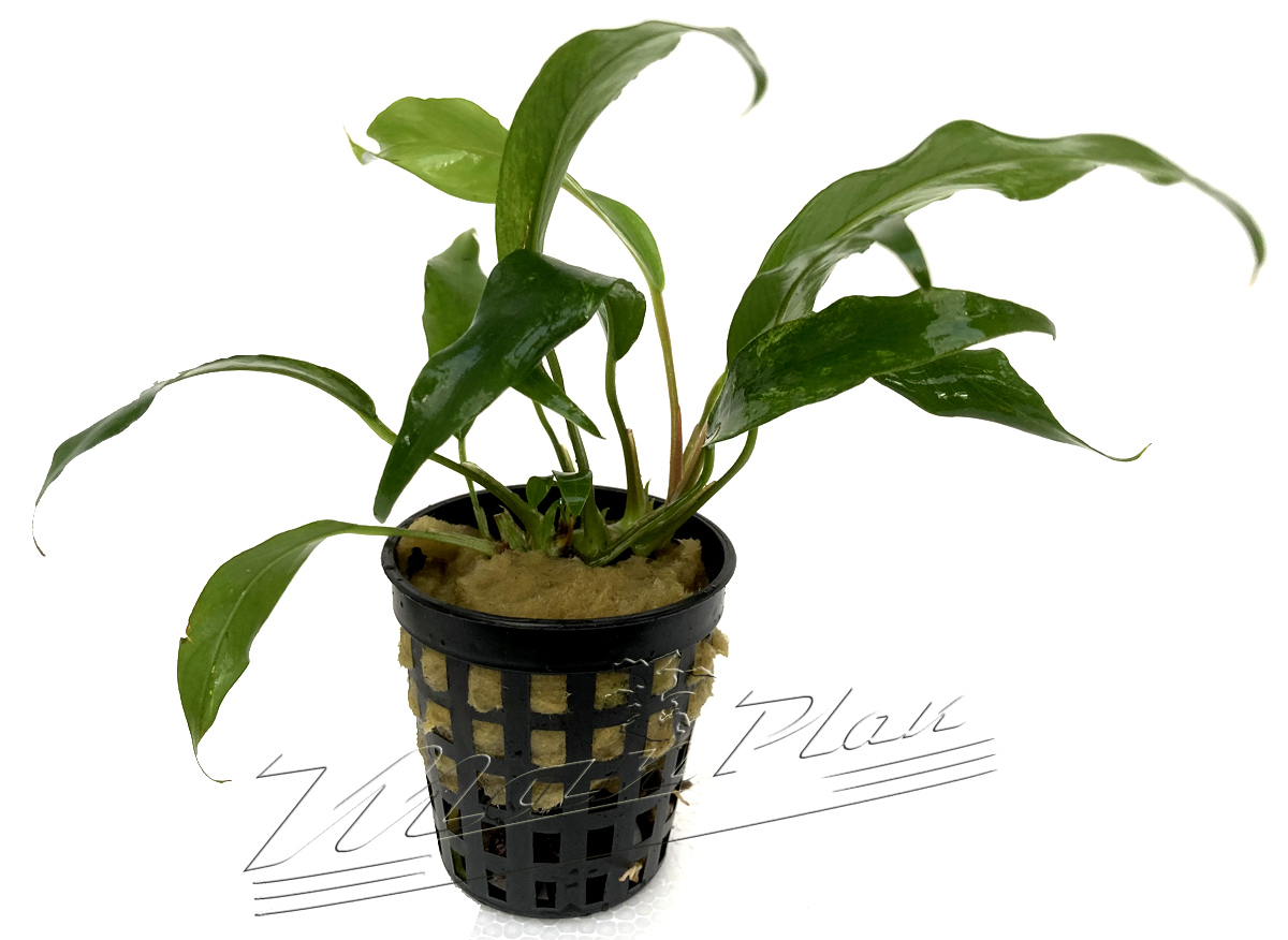 Anubias odorata SINGLE ( minima )