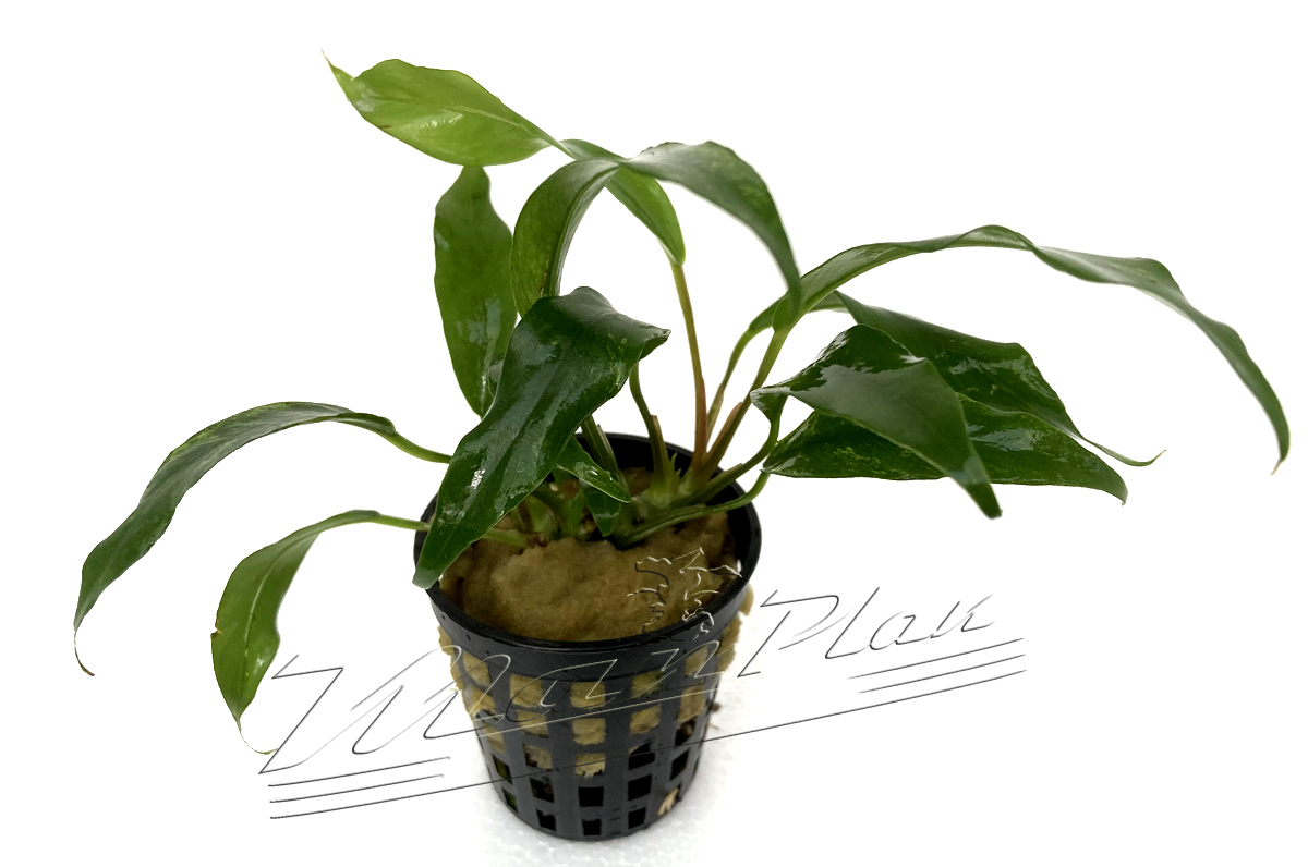 Anubias odorata SINGLE ( minima ) - Imagen 2