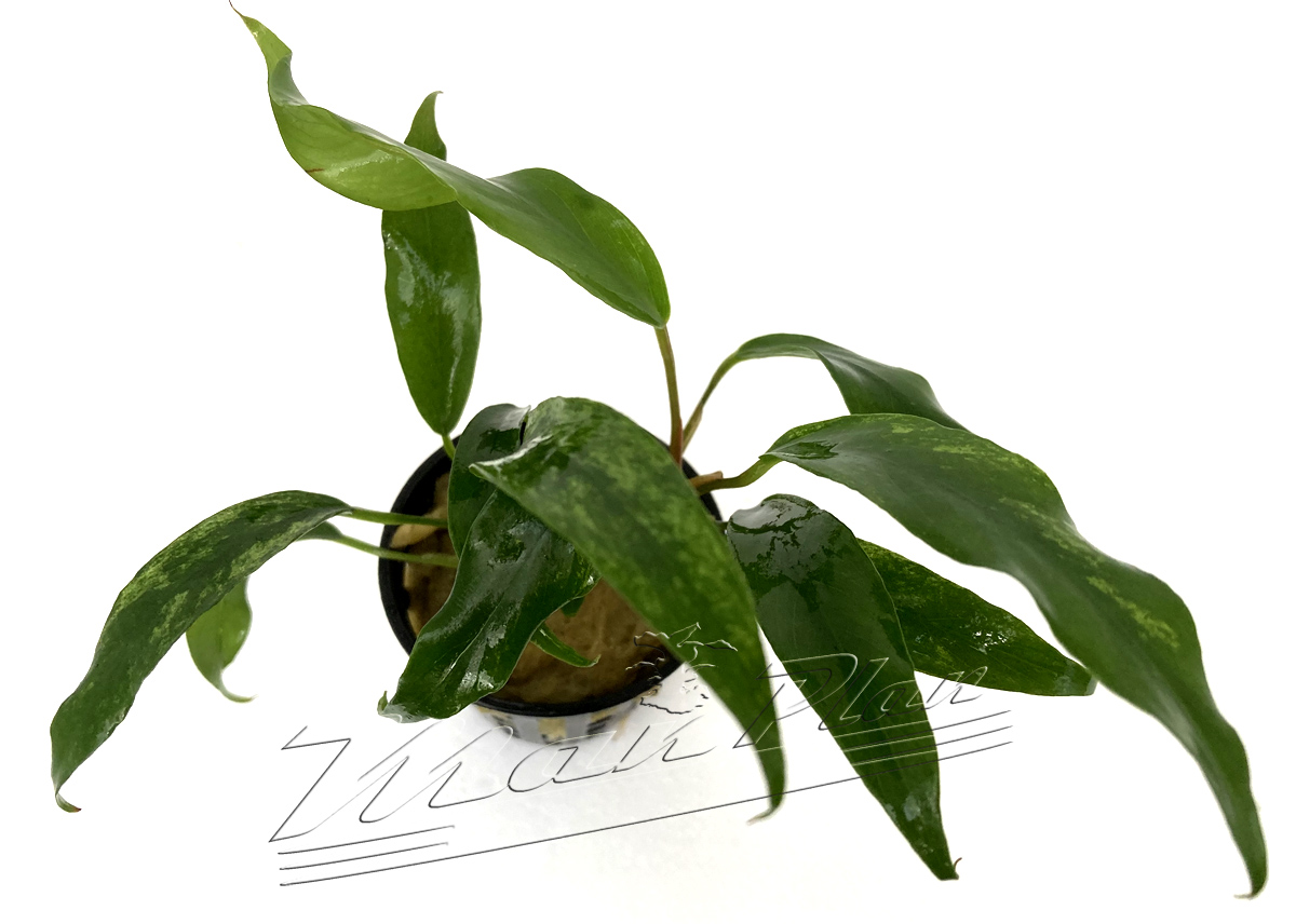 Anubias odorata SINGLE ( minima ) - Imagen 3