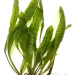Aponogetum boivinianus