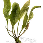 Aponogetum henkelianus