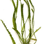 Aponogetum longiplusmosus