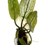 Aponogetum madagascariensis