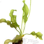 Aponogetum ulvaceus