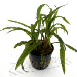 Cryptocoryne crispatula -balansae