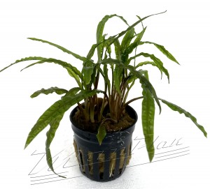 Cryptocoryne Balansae (5) ManPlan