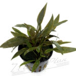 Cryptocoryne petchii