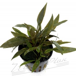 Cryptocoryne Petchii (3) ManPlan
