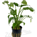 Cryptocoryne pontederifolia