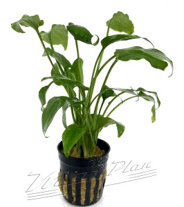 Cryptocoryne Pontederifolia (3) ManPlan