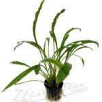 Cryptocoryne albida