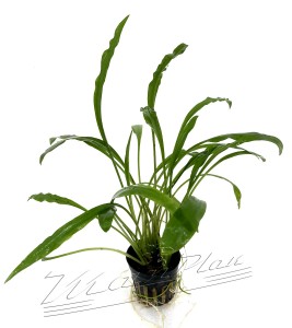 Cryptocoryne albida (1) ManPlan