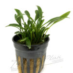Cryptocoryne nevillii