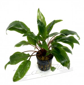 Cryptocoryne undulatus (1) ManPlan