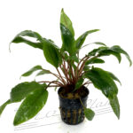 Cryptocoryne Undulatus