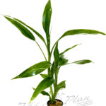 Dracena deremensis