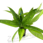 Dracena Godsefiana