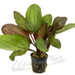 Echinodorus Fancy Twist