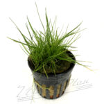 Eleocharis parvula