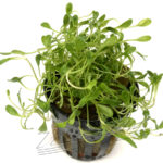 Glossostigma elatinoides