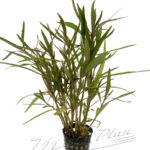 Hygrophila ARAGUAI