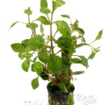 Ludwigia palustris