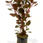 Ludwigia palustris RUBIN
