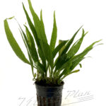 Microsorium SELVA NEGRA  HARDY
