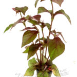 Nomaphilla Red