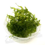 RICCIA fluitans ( tarrina)