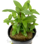 Staurogyne repens