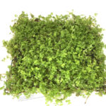 Tapiz de Micrantenum micrantenoides MONTE CARLO