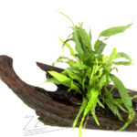 Tronco Microsorium mediano