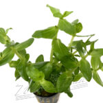 Bacopa caroliniana
