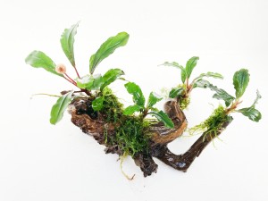 bucdephalandra en tronco doble 1ok