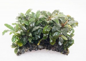 bucephalandra en mini puente 2 ok