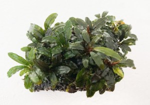 bucephalandra en mini puente 3 ok