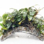 Bucephalandra en mini puente