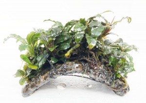 bucephalandra en mini puente ok
