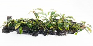 bucephalandra en tronco doble 2ok