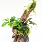 Bucephalandra en tronco doble
