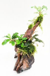 bucephalandra en tronco doble 3ok
