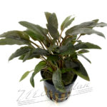 Cryptocoryne wendtii brown (Indo)