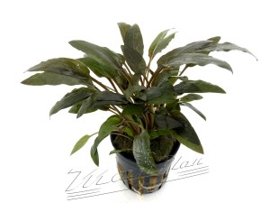 cryptocoryne Indo (3) ManPlan