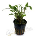Cryptocoryne lutea
