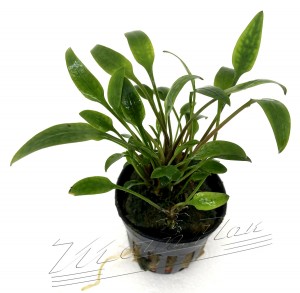 cryptocoryne Lutea (2) ManPlan